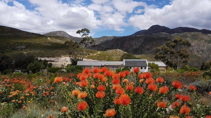 Boesmanskloof Accommodation Die Galg Boesmanskloof Mcgregor Western Cape South Africa Complementary Colors, Cactus, Plant, Nature