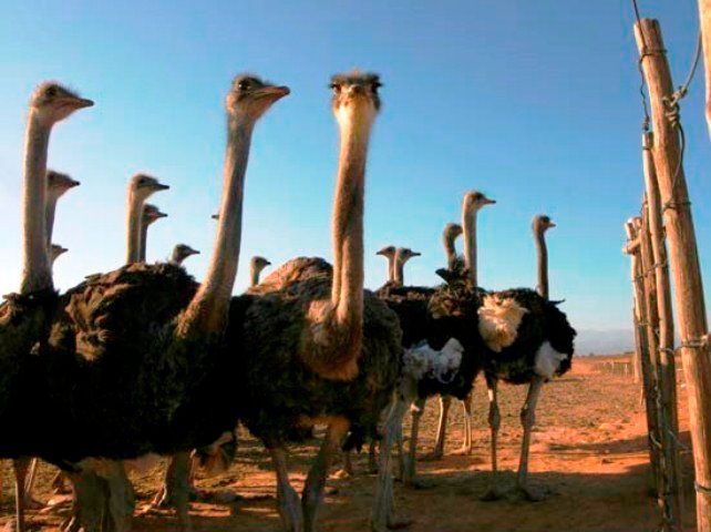 Boesmanskop Farm Accommodation Calitzdorp Western Cape South Africa Complementary Colors, Goose, Bird, Animal, Camel, Mammal, Herbivore