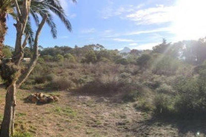 Bokram Place Kommetjie Cape Town Western Cape South Africa Palm Tree, Plant, Nature, Wood