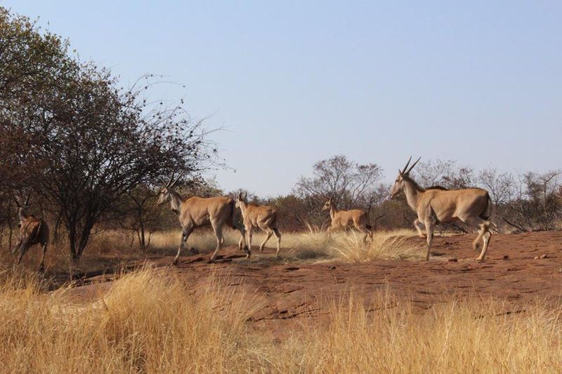 Bonamanzi Game Lodge Roossenekal Limpopo Province South Africa Complementary Colors, Gnu, Mammal, Animal, Herbivore, Desert, Nature, Sand, Lowland