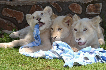 Bonamanzi Game Lodge Roossenekal Limpopo Province South Africa Lion, Mammal, Animal, Big Cat, Predator
