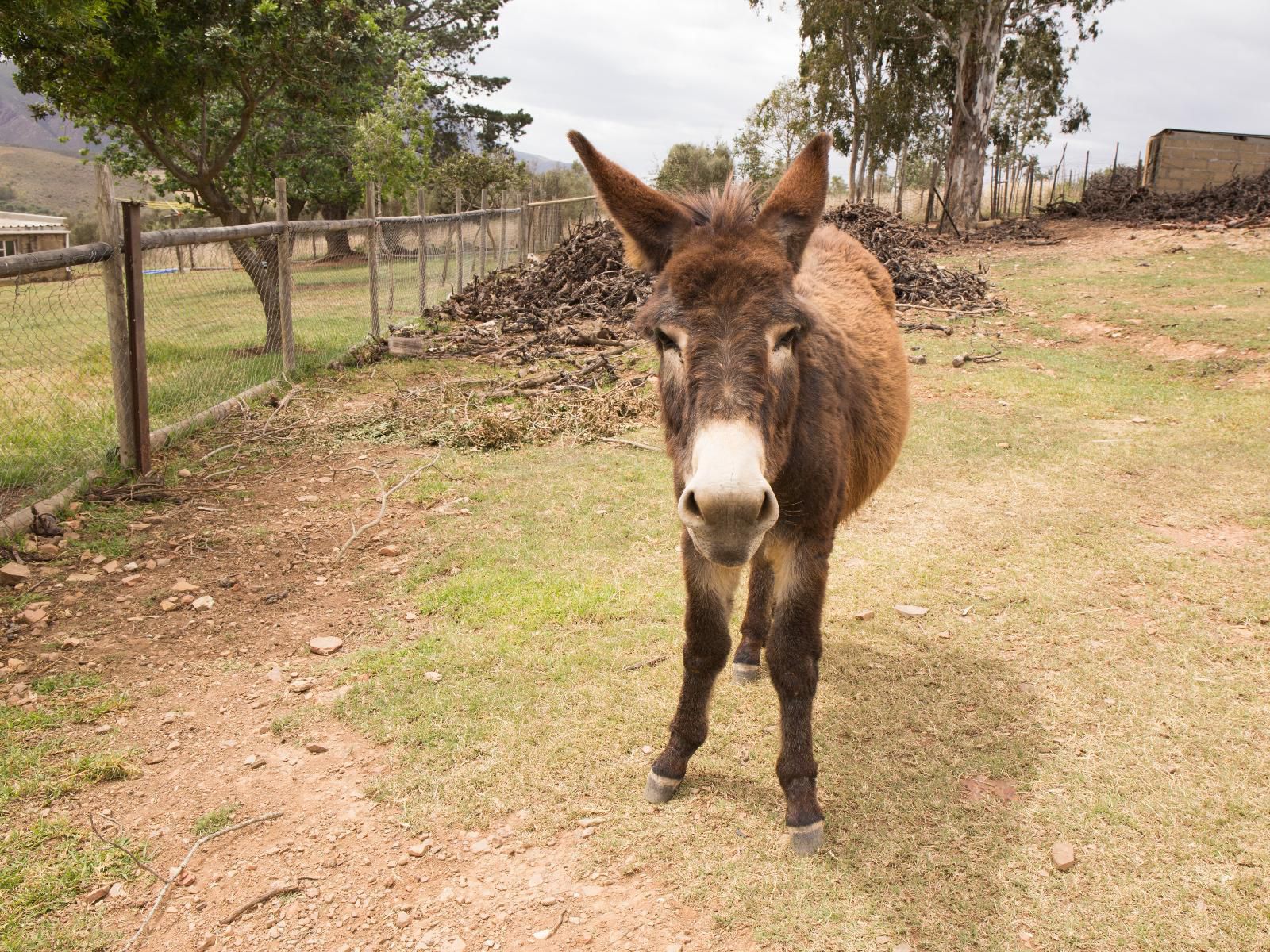 Bonfrutti, Donkey, Mammal, Animal, Herbivore