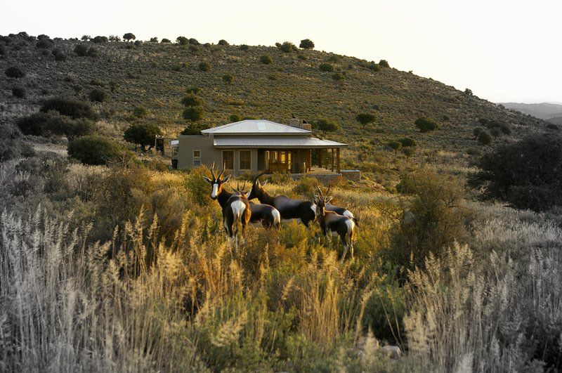 Bontebok Cottage Ladismith Western Cape South Africa 