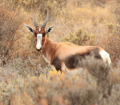 Bontebok Cottage Ladismith Western Cape South Africa Sepia Tones, Animal