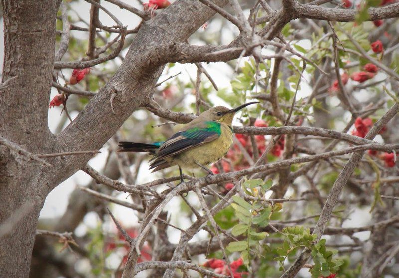 Bontebok Cottage Ladismith Western Cape South Africa Bird, Animal