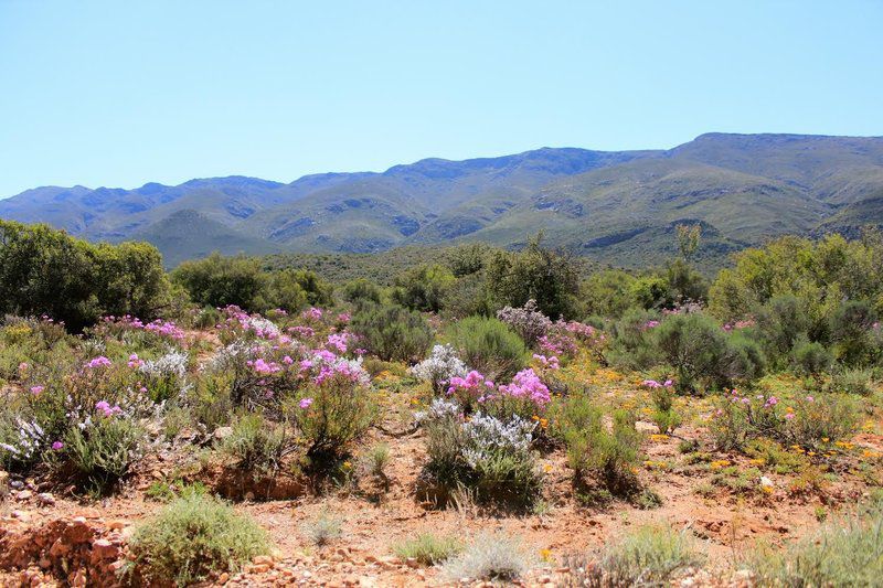 Bontebok Cottage Ladismith Western Cape South Africa Complementary Colors, Cactus, Plant, Nature