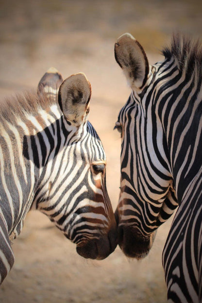 Bontebok Cottage Ladismith Western Cape South Africa Zebra, Mammal, Animal, Herbivore