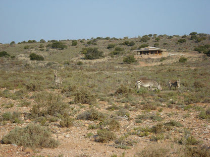 Bontebok Cottage Ladismith Western Cape South Africa Complementary Colors, Desert, Nature, Sand