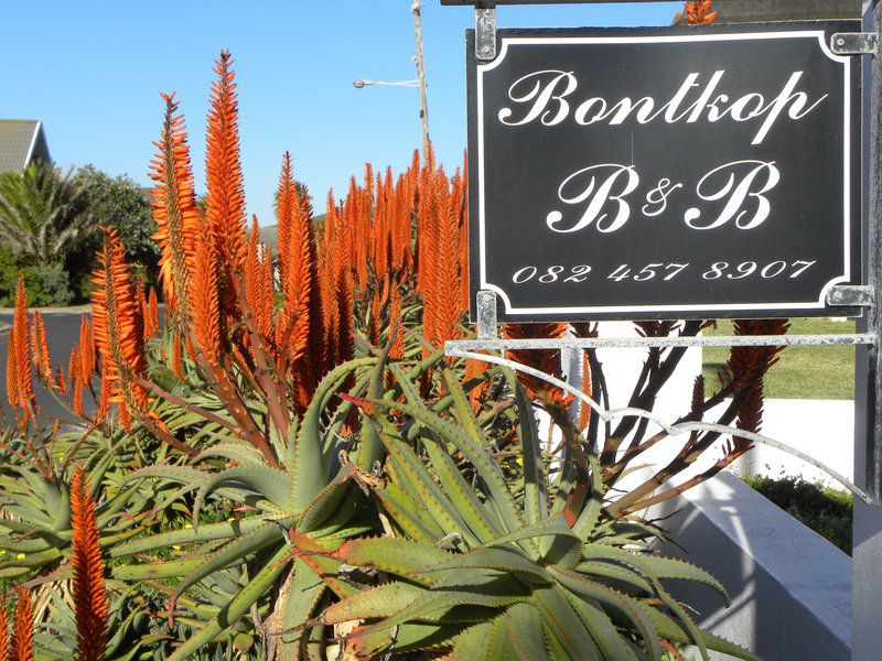 Bontkop Melkbosstrand Cape Town Western Cape South Africa Plant, Nature