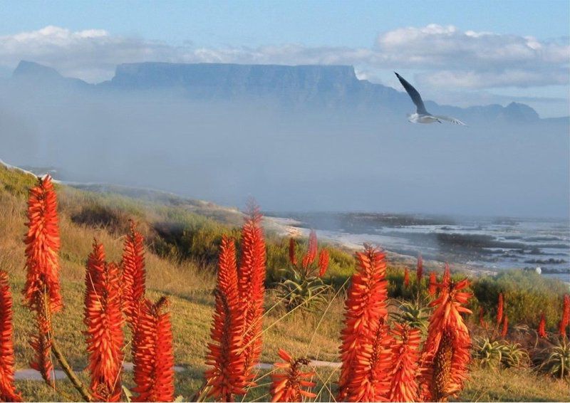 Bontkop Melkbosstrand Cape Town Western Cape South Africa Complementary Colors, Nature