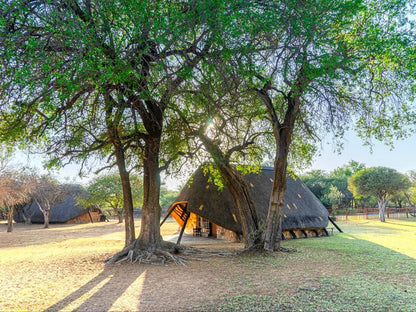 Bonwa Phala Game Lodge Bela Bela Warmbaths Limpopo Province South Africa Tree, Plant, Nature, Wood