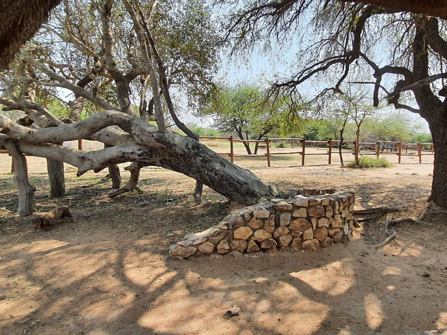 Bonwa Phala Game Lodge Bela Bela Warmbaths Limpopo Province South Africa Reptile, Animal, Framing