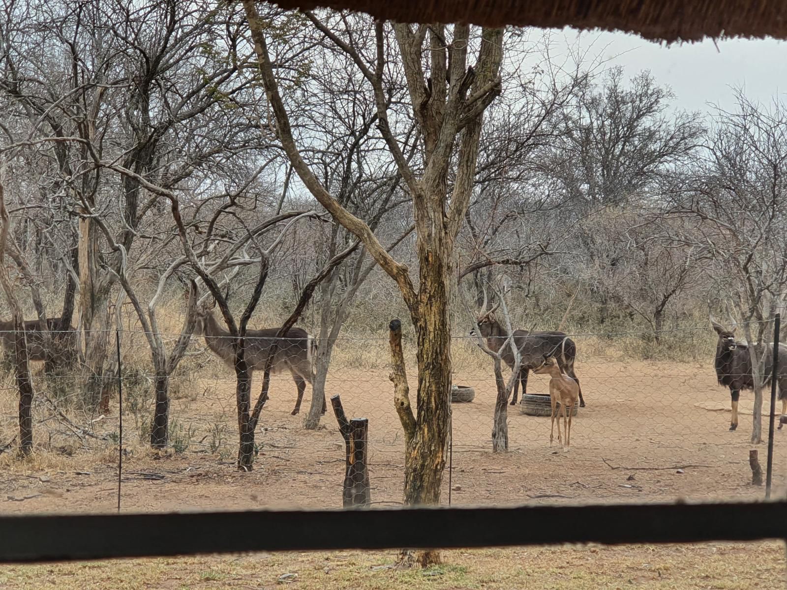 Bonwa Phala Game Lodge Bela Bela Warmbaths Limpopo Province South Africa Animal