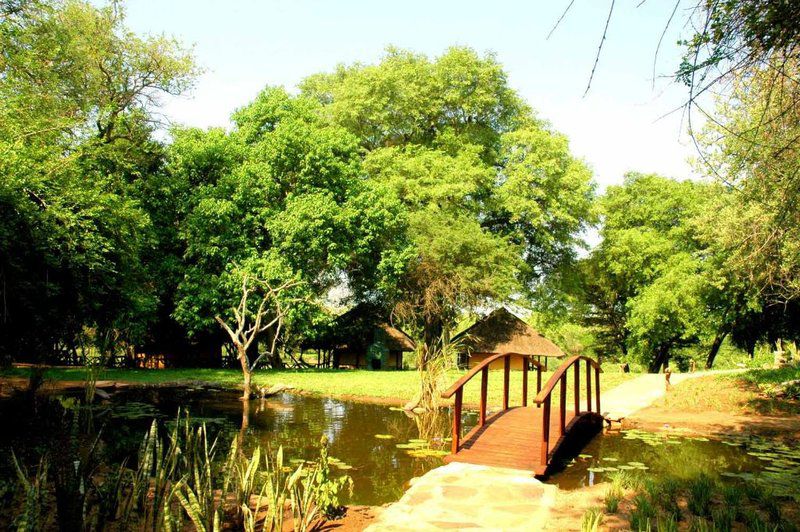 Bosbok Lodge Marakapula Reserve Limpopo Province South Africa Tree, Plant, Nature, Wood, Garden