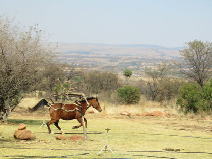 Boschfontein Farm Magalies Meander North West Province South Africa Horse, Mammal, Animal, Herbivore, Lowland, Nature