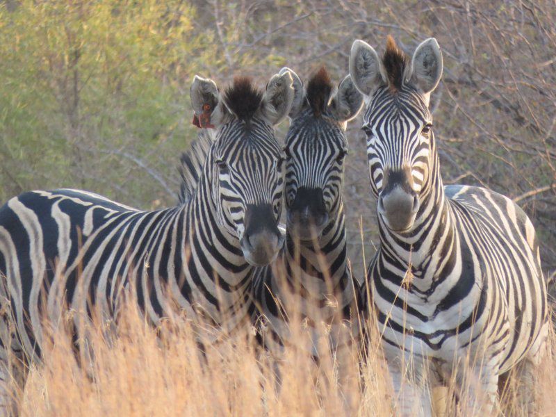 Boschfontein Farm Magalies Meander North West Province South Africa Zebra, Mammal, Animal, Herbivore