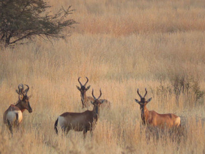 Boschfontein Farm Magalies Meander North West Province South Africa Sepia Tones, Deer, Mammal, Animal, Herbivore