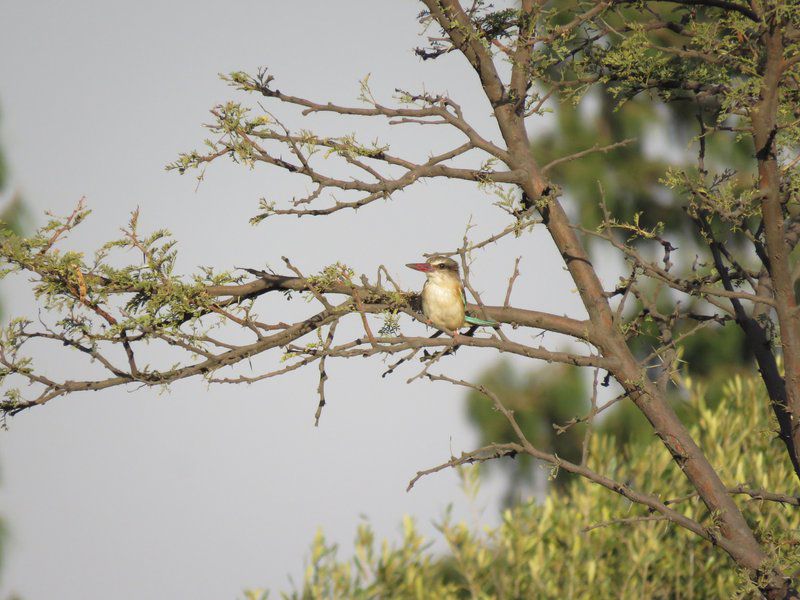 Boschfontein Farm Magalies Meander North West Province South Africa Bird, Animal