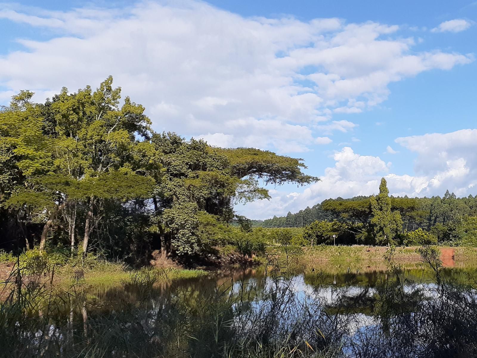 Boschoek Farm Modjadjiskloof Limpopo Province South Africa Complementary Colors, River, Nature, Waters, Tree, Plant, Wood