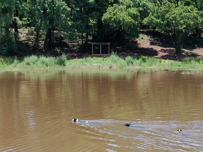 Boschoek Farm Modjadjiskloof Limpopo Province South Africa Duck, Bird, Animal, River, Nature, Waters