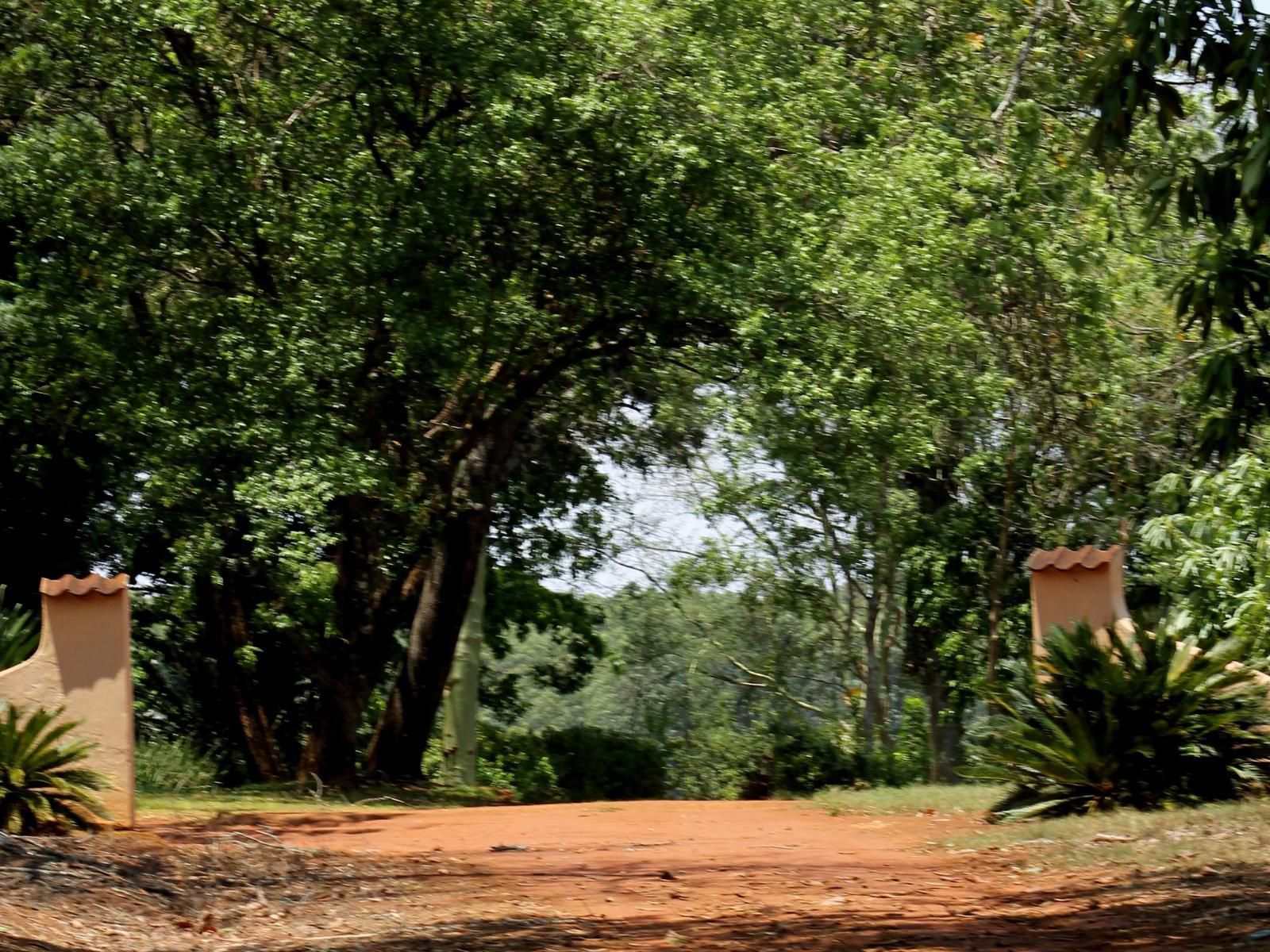 Boschoek Farm Modjadjiskloof Limpopo Province South Africa Forest, Nature, Plant, Tree, Wood