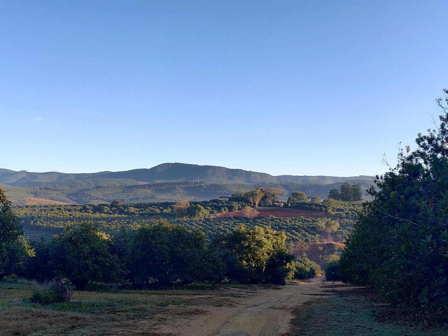 Boschoek Farm Modjadjiskloof Limpopo Province South Africa Field, Nature, Agriculture, Tree, Plant, Wood