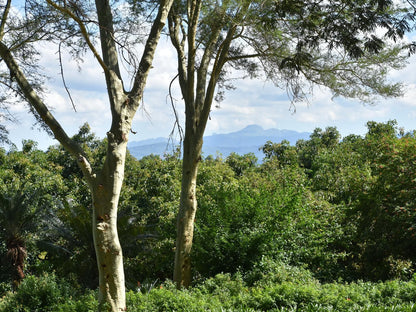 Boschoek Farm Modjadjiskloof Limpopo Province South Africa Plant, Nature, Tree, Wood