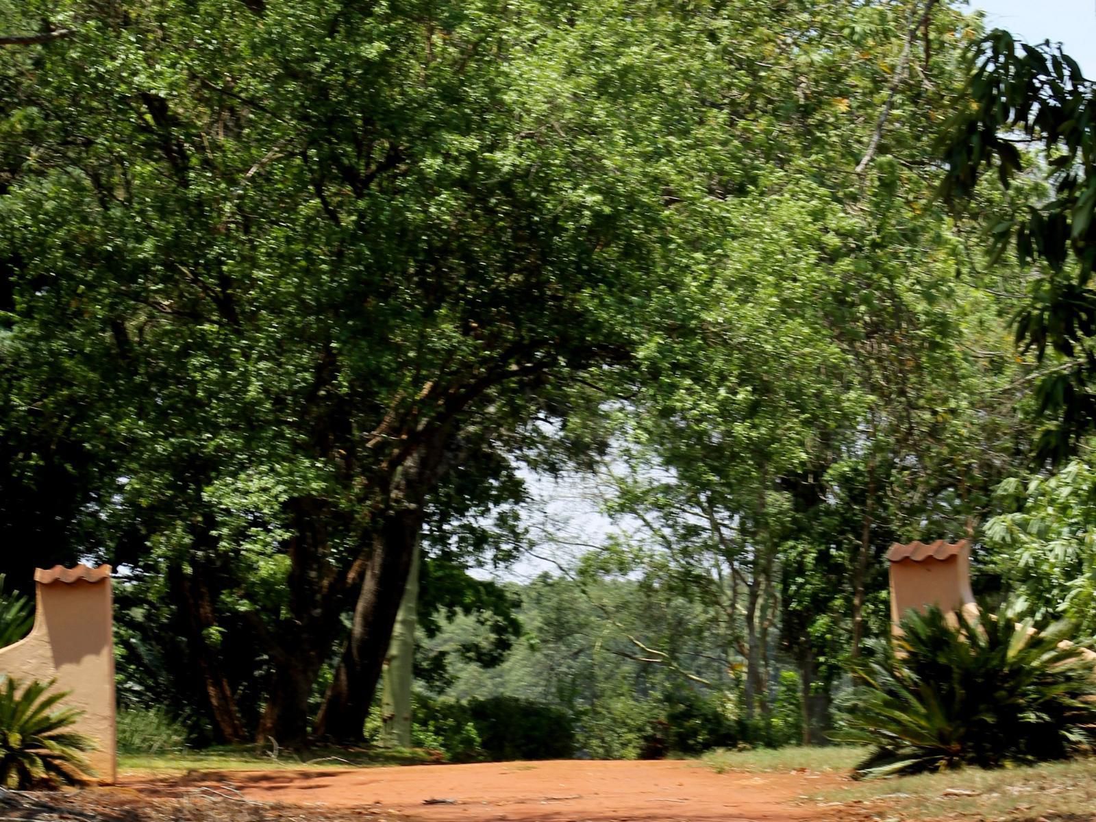 Boschoek Farm Modjadjiskloof Limpopo Province South Africa Forest, Nature, Plant, Tree, Wood