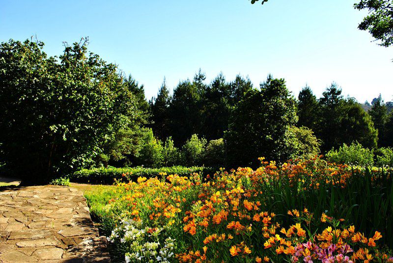 Boscobel Cottages Magoebaskloof Limpopo Province South Africa Complementary Colors, Flower, Plant, Nature, Garden