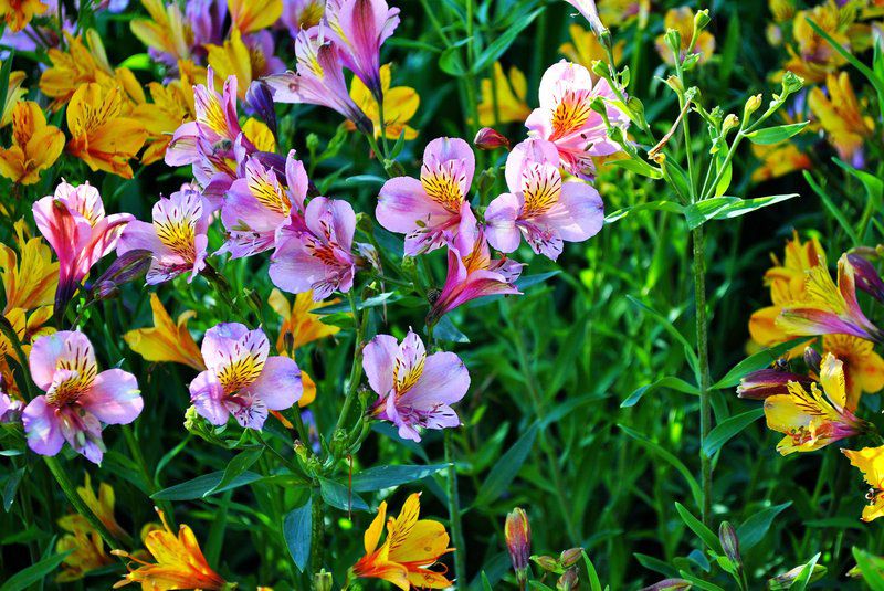 Boscobel Cottages Magoebaskloof Limpopo Province South Africa Complementary Colors, Colorful, Flower, Plant, Nature, Meadow, Garden