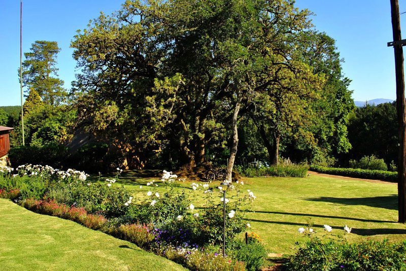 Boscobel Cottages Magoebaskloof Limpopo Province South Africa Plant, Nature, Tree, Wood, Garden