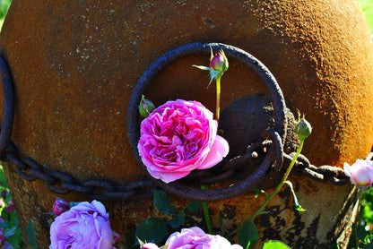 Boscobel Cottages Magoebaskloof Limpopo Province South Africa Plant, Nature, Rose, Flower, Bokeh