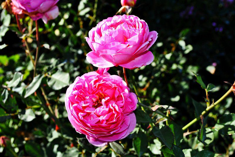 Boscobel Cottages Magoebaskloof Limpopo Province South Africa Complementary Colors, Plant, Nature, Rose, Flower