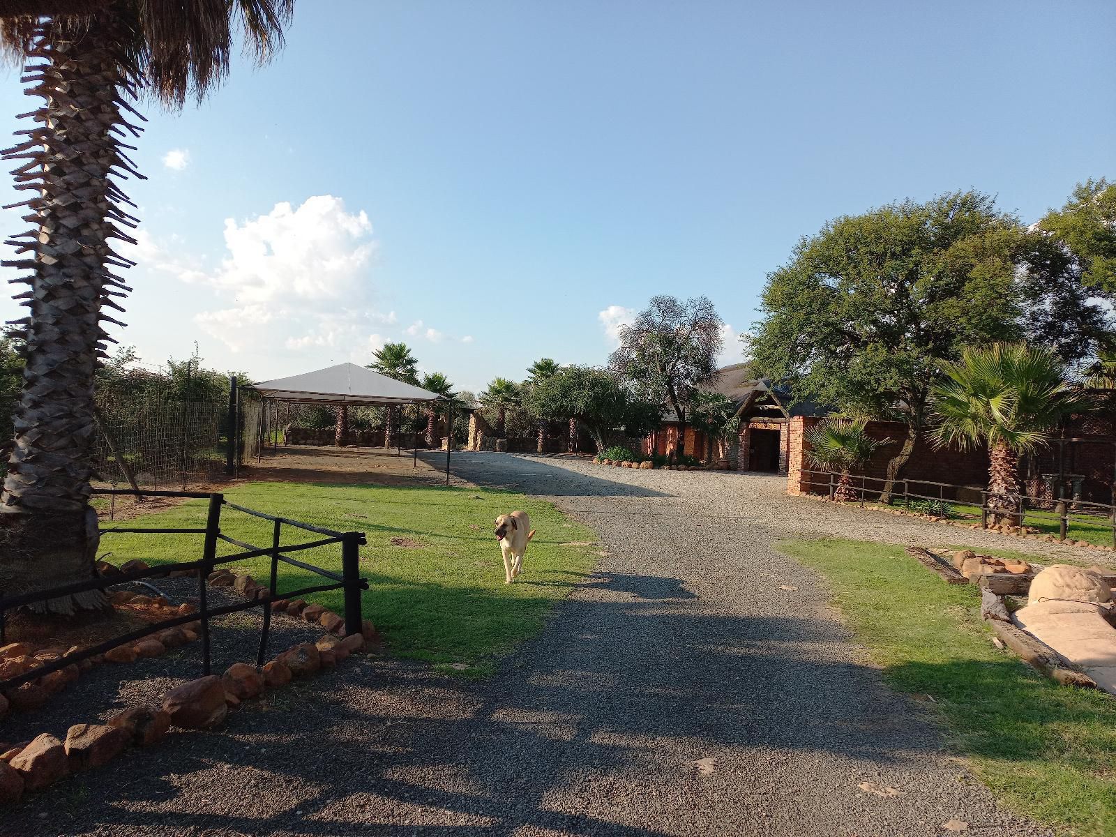 Boskoppie Lion And Tiger Reserve Kroonstad Free State South Africa Palm Tree, Plant, Nature, Wood