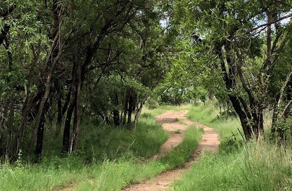 Bosveld Wegbreek Safaris Modimolle Nylstroom Limpopo Province South Africa Forest, Nature, Plant, Tree, Wood