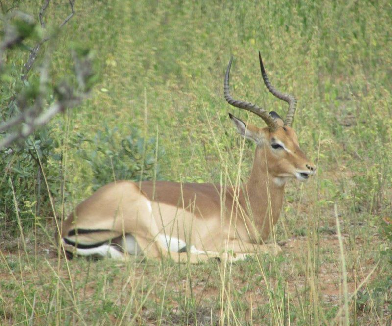 Bosveld Wegbreek Safaris Modimolle Nylstroom Limpopo Province South Africa Deer, Mammal, Animal, Herbivore