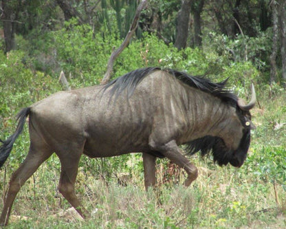 Bosveld Wegbreek Safaris Modimolle Nylstroom Limpopo Province South Africa Gnu, Mammal, Animal, Herbivore, Rhino