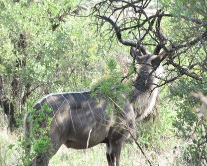 Bosveld Wegbreek Safaris Modimolle Nylstroom Limpopo Province South Africa Animal