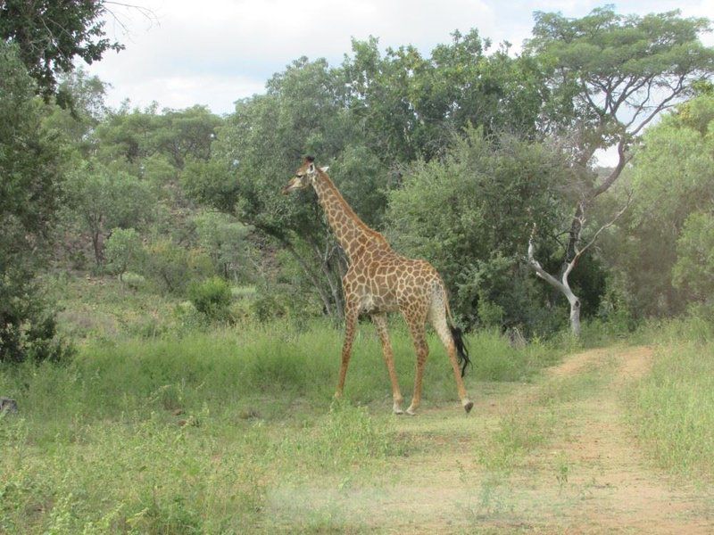 Bosveld Wegbreek Safaris Modimolle Nylstroom Limpopo Province South Africa Giraffe, Mammal, Animal, Herbivore