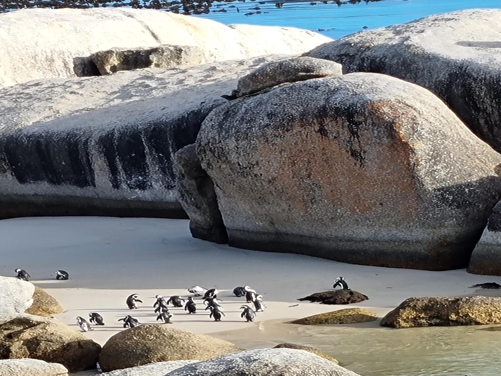 Boulders Beach House Simons Town Cape Town Western Cape South Africa Penguin, Bird, Animal, Beach, Nature, Sand