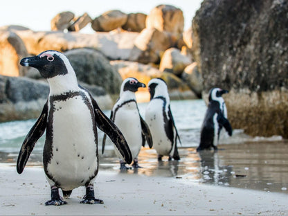 Boulders Blue Bed And Breakfast, Penguin, Bird, Animal