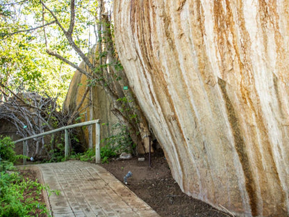 Boulders Bush Lodge Hoedspruit Limpopo Province South Africa Tree, Plant, Nature, Wood, Climbing, Funsport, Sport