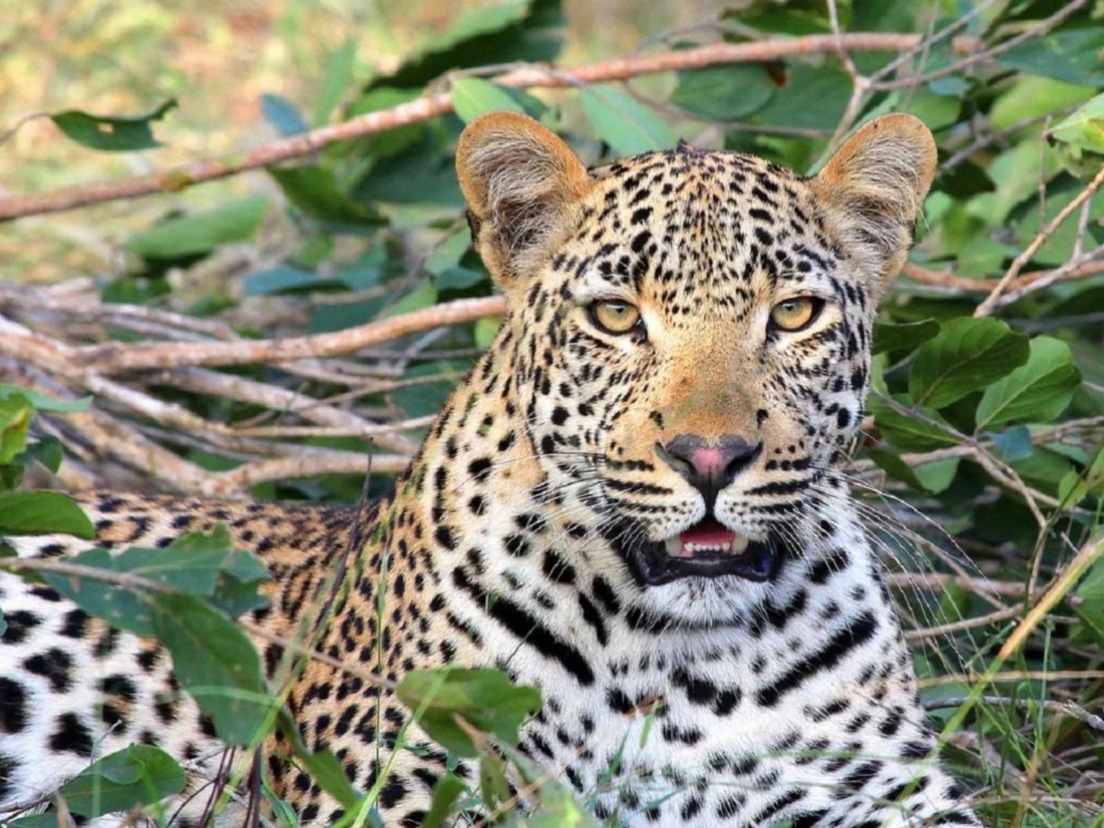 Boulders Bush Lodge Hoedspruit Limpopo Province South Africa Leopard, Mammal, Animal, Big Cat, Predator