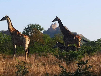 Boulders Safari Lodge Malelane Mpumalanga South Africa Complementary Colors, Animal