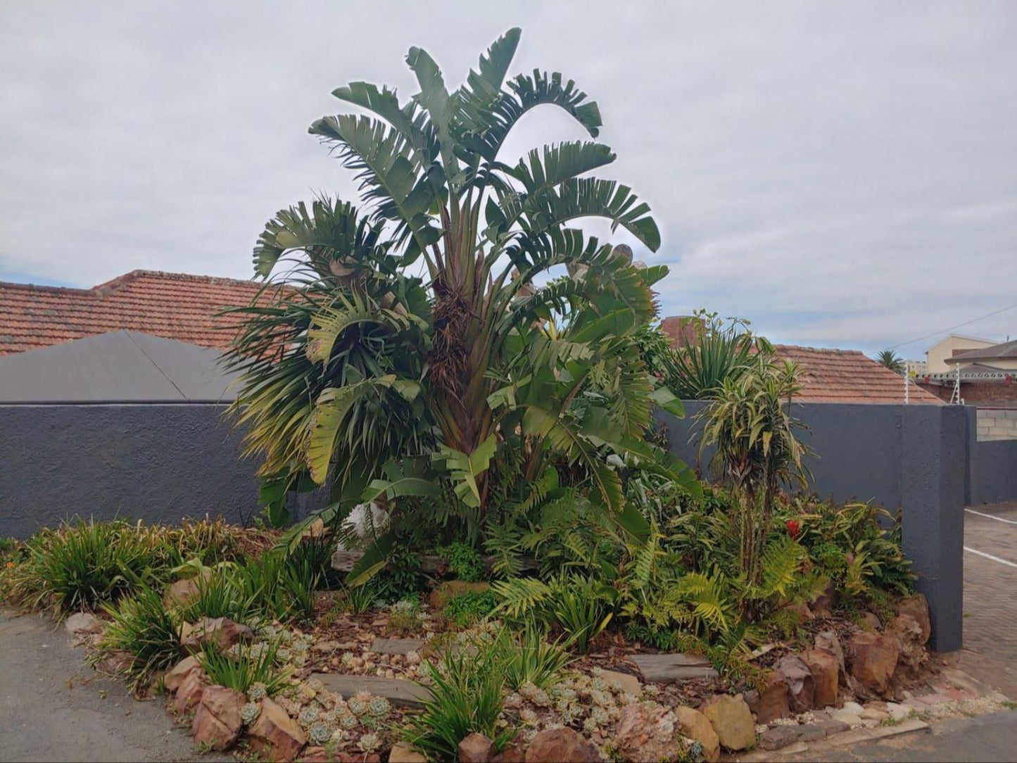Boutique Hotel On The Bay Humewood Port Elizabeth Eastern Cape South Africa Palm Tree, Plant, Nature, Wood, Garden