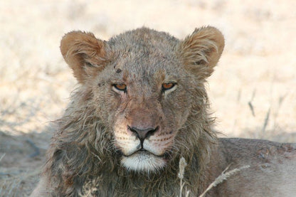 Boutique Lodge Cozy Lion Marloth Park Mpumalanga South Africa Lion, Mammal, Animal, Big Cat, Predator