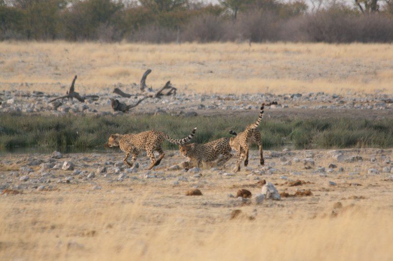 Boutique Lodge Cozy Lion Marloth Park Mpumalanga South Africa Cheetah, Mammal, Animal, Big Cat, Predator, Desert, Nature, Sand