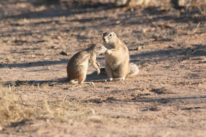 Boutique Lodge Cozy Lion Marloth Park Mpumalanga South Africa Prairie Dog, Mammal, Animal, Rodent