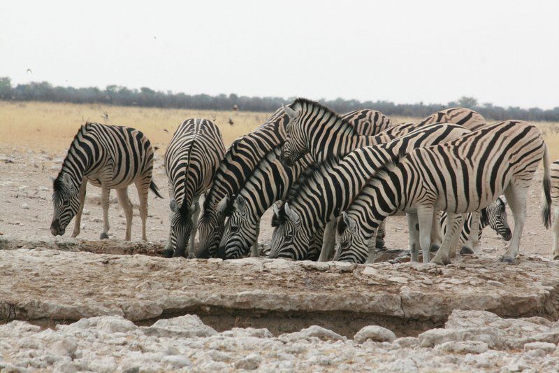 Boutique Lodge Cozy Lion Marloth Park Mpumalanga South Africa Unsaturated, Zebra, Mammal, Animal, Herbivore