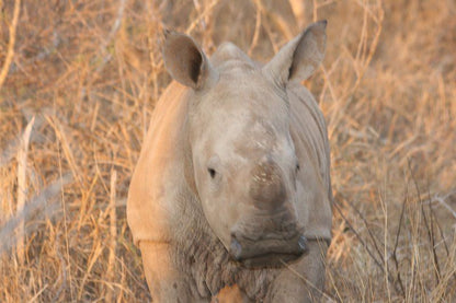 Boutique Lodge Cozy Lion Marloth Park Mpumalanga South Africa Sepia Tones, Rhino, Mammal, Animal, Herbivore